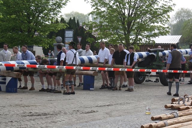 Maibaum 2013